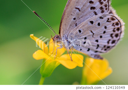 Small and beautiful, but highly reproductive butterfly Yamato Corbicula Small and beautiful, but highly reproductive butterfly Yamato Corbicula 124110349