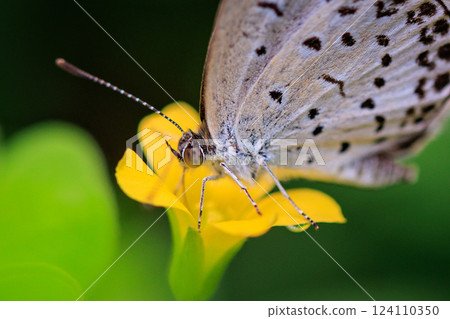 Small and beautiful, but highly reproductive butterfly Yamato Corbicula Small and beautiful, but highly reproductive butterfly Yamato Corbicula 124110350