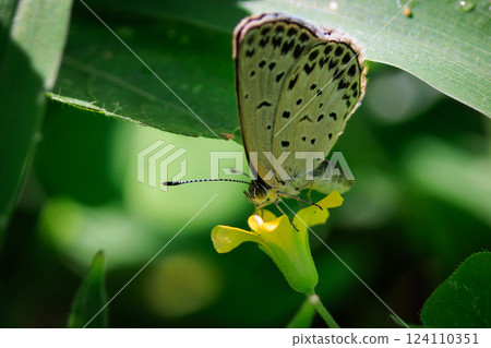 Small and beautiful, but highly reproductive butterfly Yamato Corbicula Small and beautiful, but highly reproductive butterfly Yamato Corbicula 124110351