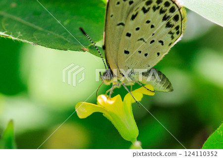 Small and beautiful, but highly reproductive butterfly Yamato Corbicula Small and beautiful, but highly reproductive butterfly Yamato Corbicula 124110352
