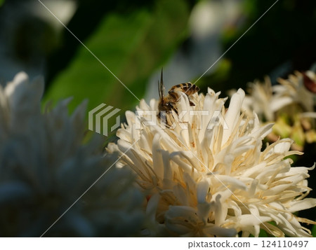 Honey bee on Robusta coffee blossom on tree plant with green leaf with black color in background. Petals and white stamens of blooming flowers Honey bee on Robusta coffee blossom on tree plant with green leaf with black color in background. Petals and white stamens of blooming flowers 124110497