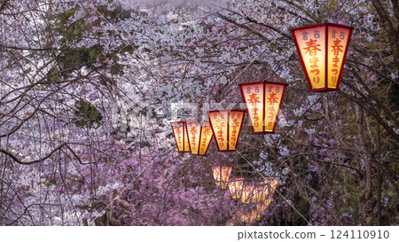夜間櫻花盛開的打椿公園 124110910