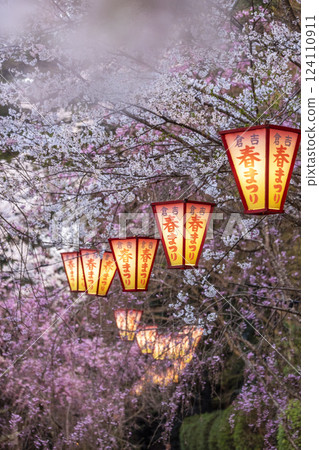 Cherry blossoms at night at Utsubuki Park 124110911