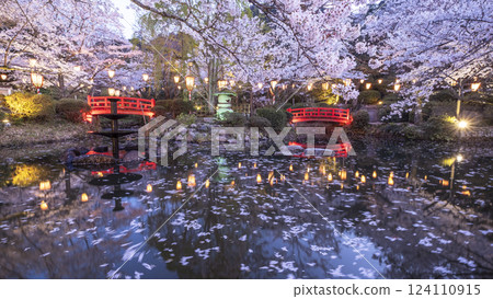 夜間櫻花盛開的打椿公園 124110915