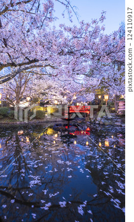 Cherry blossoms at night at Utsubuki Park Cherry blossoms at night at Utsubuki Park 124110917