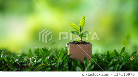Green plant in a pot growing in a garden with grass and leaves 124110976