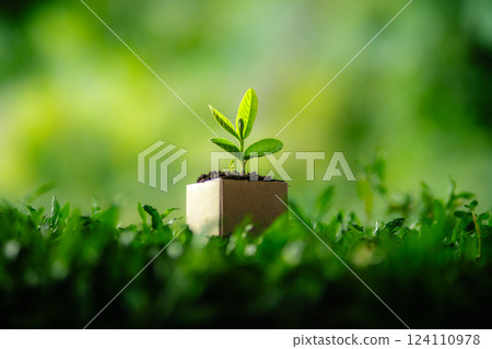 Green plant in a pot growing in a garden with grass and leaves 124110978