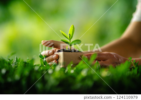 Hands holding a small plant sprout symbolizing growth and nature Hands holding a small plant sprout symbolizing growth and nature 124110979