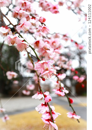 Weeping plum tree 124111002
