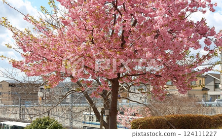 鐮谷市政府旁的新鐮谷二丁目公園的河津櫻花 124111227