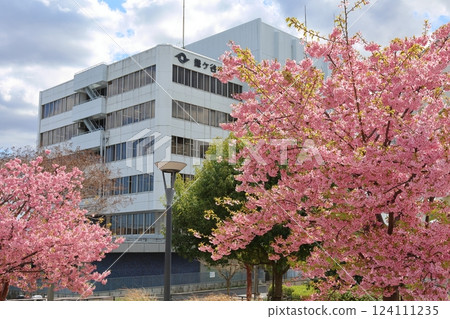 鐮谷市政府旁的新鐮谷二丁目公園的河津櫻花 鐮谷市政府旁的新鐮谷二丁目公園的河津櫻花 124111235