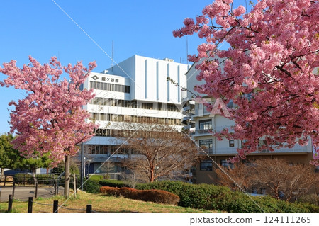 鐮谷市政府旁的新鐮谷二丁目公園的河津櫻花 124111265