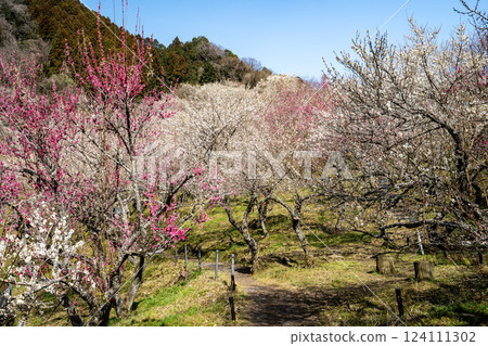 Visit the beautifully blooming plum grove at Takao Baigo Visit the beautifully blooming plum grove at Takao Baigo 124111302