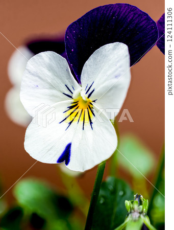 White and Purple Pansy Flowers in Bloom on brown White and Purple Pansy Flowers in Bloom on brown 124111306