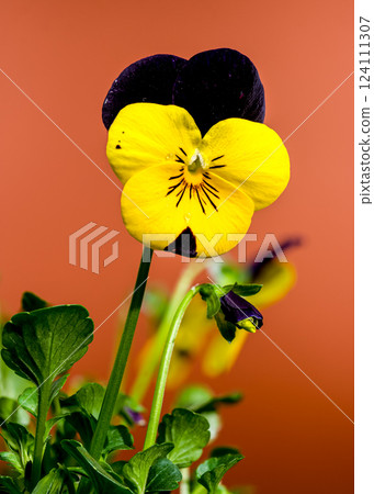 Yellow and purple Pansy Flowers in Bloom on brown background Yellow and purple Pansy Flowers in Bloom on brown background 124111307