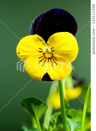 Yellow and purple Pansy Flowers in Bloom on green background 124111308