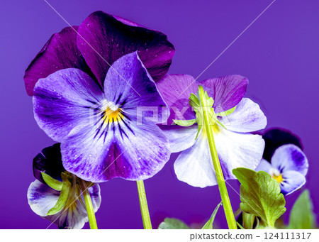 Purple and Blue Pansy Flowers on purple background Purple and Blue Pansy Flowers on purple background 124111317