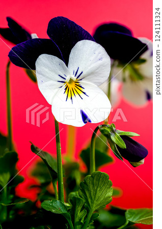 White and Purple Pansy Flowers in Bloom on red 124111324