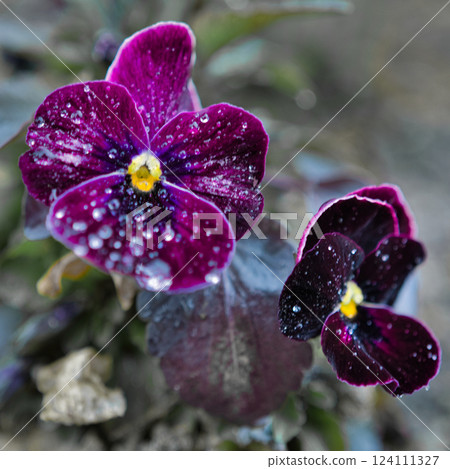 Purple pansies covered in raindrops① Purple pansies covered in raindrops① 124111327