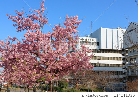 Kawazu Cherry Blossoms at Shin-Kamagaya 2-chome Park, adjacent to Kamagaya City Hall, General Welfare and Health Center 124111339