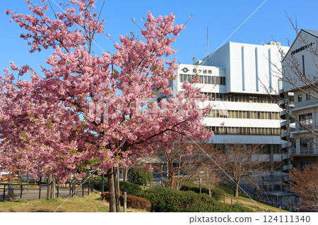 鐮谷市政府、綜合福祉保健中心旁的新鐮谷二丁目公園河津櫻花 鐮谷市政府、綜合福祉保健中心旁的新鐮谷二丁目公園河津櫻花 124111340