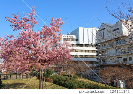 鐮谷市政府、綜合福祉保健中心旁的新鐮谷二丁目公園河津櫻花 鐮谷市政府、綜合福祉保健中心旁的新鐮谷二丁目公園河津櫻花 124111341