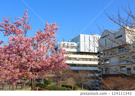 鐮谷市政府、綜合福祉保健中心旁的新鐮谷二丁目公園河津櫻花 鐮谷市政府、綜合福祉保健中心旁的新鐮谷二丁目公園河津櫻花 124111342