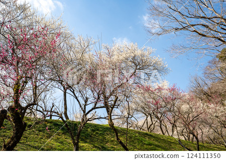 遊覽梅花盛開的高尾梅村 遊覽梅花盛開的高尾梅村 124111350