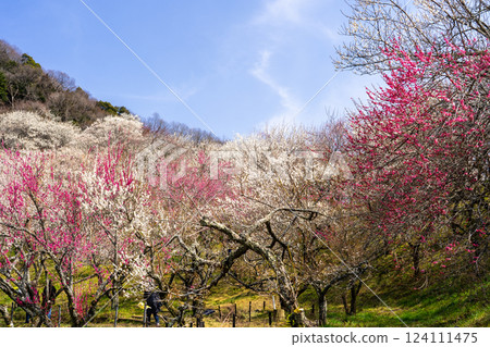 Visit Takao Plum Village where plum blossoms are in full bloom Visit Takao Plum Village where plum blossoms are in full bloom 124111475