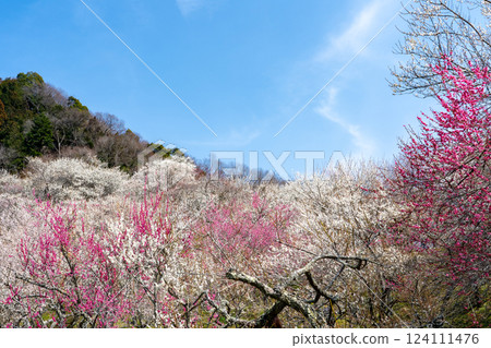 Visit Takao Plum Village where plum blossoms are in full bloom 124111476