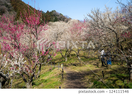 Visit the Kinozawa Plum Grove in Takao Plum Village, where the plums are in full bloom Visit the Kinozawa Plum Grove in Takao Plum Village, where the plums are in full bloom 124111546