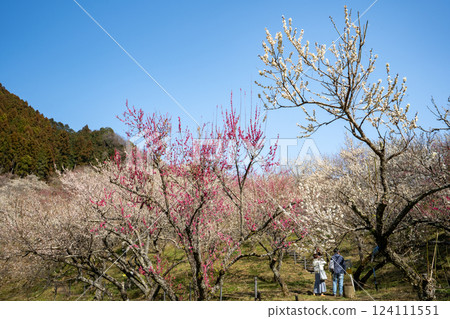 參觀高尾梅村的木野澤梅林，欣賞梅花盛開的美景 124111551