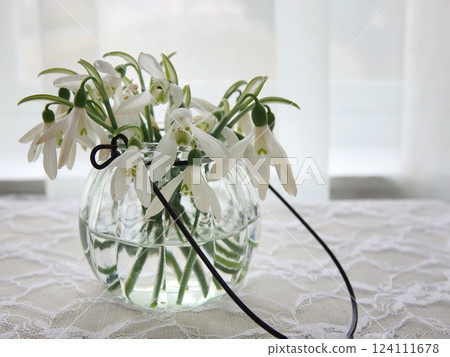 Snow Drop Snow Drop 124111678