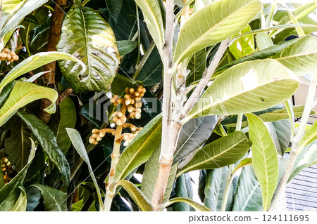 Loquat buds and flowers blooming in winter in Morioka City, Iwate Prefecture Loquat buds and flowers blooming in winter in Morioka City, Iwate Prefecture 124111695
