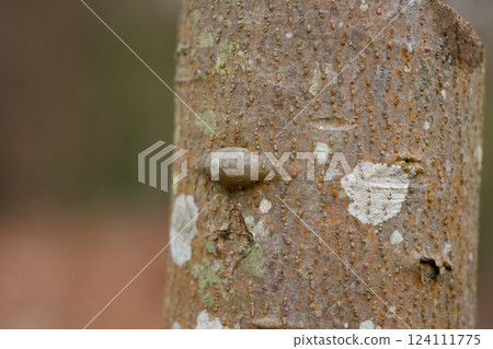 A lump on a tree 124111775