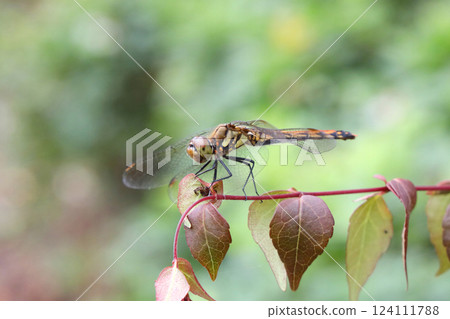 蜻蜓在葉子上休息 124111788