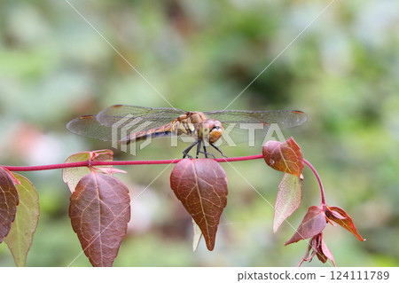 Dragonfly resting on a leaf 124111789
