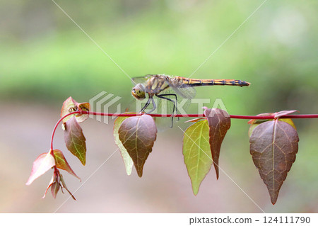 蜻蜓在葉子上休息 124111790