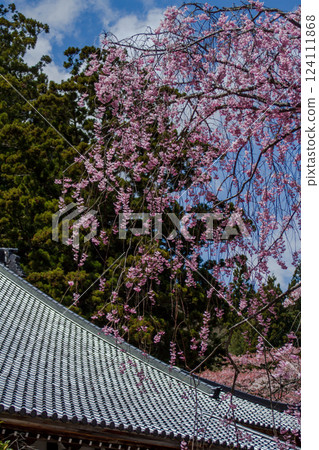 Shinshu Komagane Highlands Kozenji Temple Roof Tiles and Cherry Blossoms 124111868