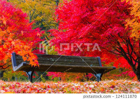 信州駒根高原:火紅的秋葉和長椅 信州駒根高原:火紅的秋葉和長椅 124111870