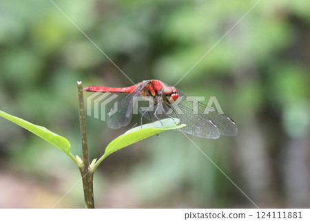A summer darter resting on a leaf A summer darter resting on a leaf 124111881
