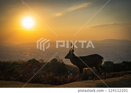 [Autumn] Nara Park, Mount Wakakusa [Evening Scenery] 124112201