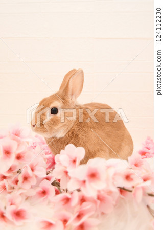 兔子和櫻花 124112230