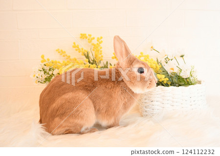 兔子和黃色的花 124112232