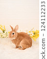 兔子和黃色的花 124112233