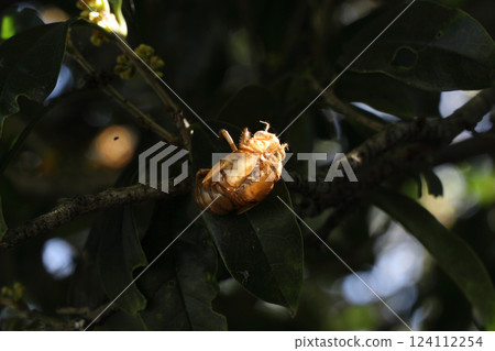 蟬殼 蟬殼 124112254