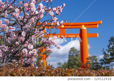 京都之春:平安神宮的大鳥居與梅花 京都之春:平安神宮的大鳥居與梅花 124112410
