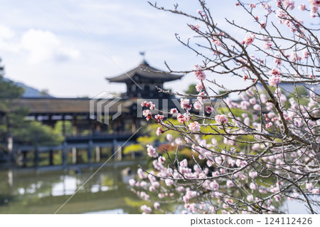 Taiheikaku and plum blossoms at Heian Shrine in Kyoto Taiheikaku and plum blossoms at Heian Shrine in Kyoto 124112426