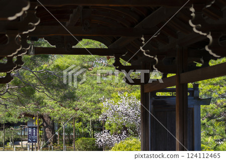 Taiheikaku and plum blossoms at Heian Shrine in Kyoto Taiheikaku and plum blossoms at Heian Shrine in Kyoto 124112465