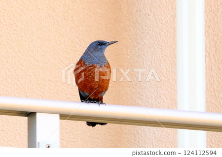 Sea bulbul Sea bulbul 124112594